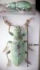 Phyllobius virideaeris